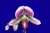 Paph. Hsinying Web